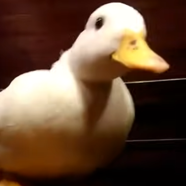 Avatar of quackingoncrack - Verified Discord Study Bot User